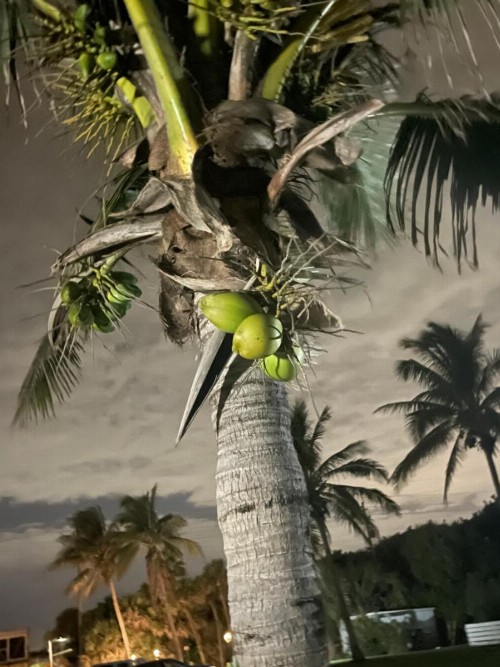 Surf Studio Beach Resort - image 17