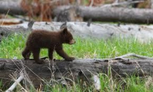 Yellowstone House of the Three Bears - image 23