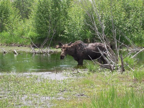 Yellowstone House of the Three Bears - image 24
