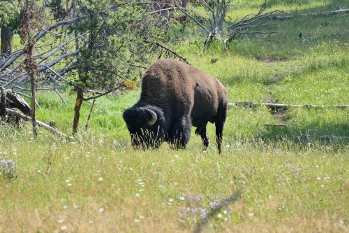 Bill Cody Ranch - image 49