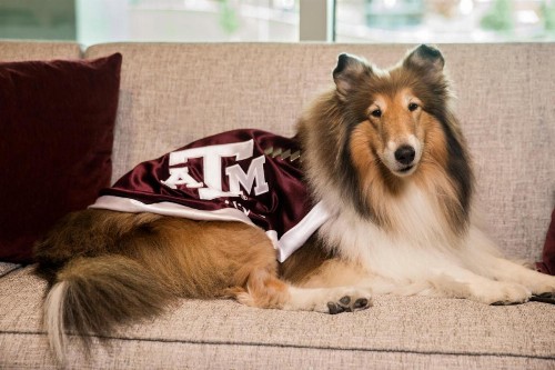 Texas A&M Hotel and Conference Center - image 10