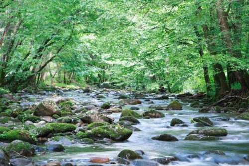 Cork's Creekside