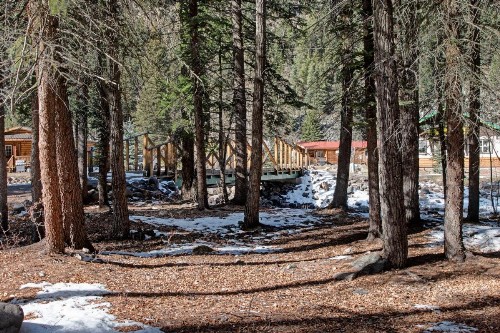 Sequoia - image 4