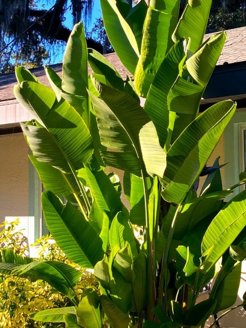 Retreat at Crystal Manatee - image 32
