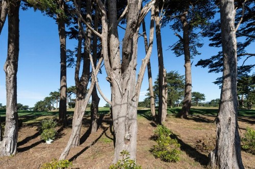 The Olympic: Mid-Century Home on the Golf Course - image 8