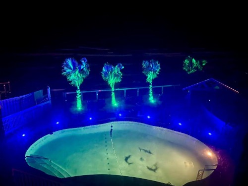 Flamingo Inn Beachfront - Daytona Beach - image 32