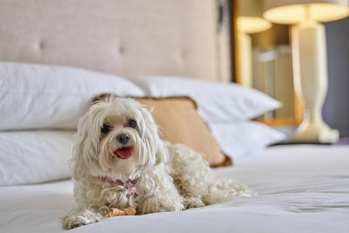 The Brown Palace Hotel and Spa Autograph Collection - image 50
