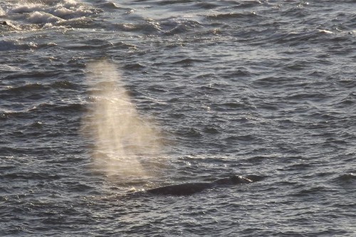 Whale Pointe - image 3