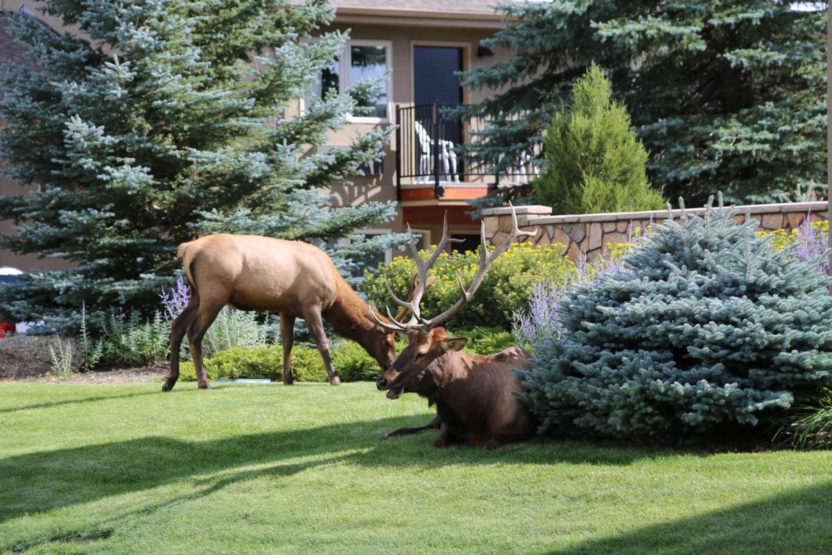 Quality Inn near Rocky Mountain National Park - image 5