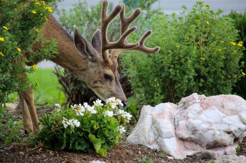 Quality Inn near Rocky Mountain National Park - image 6