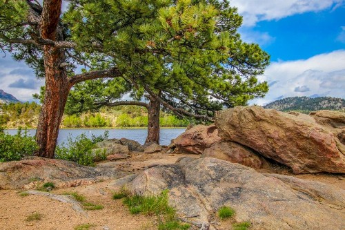 The Pine Cone - image 10