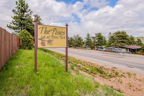 The Pine Cone - image 6