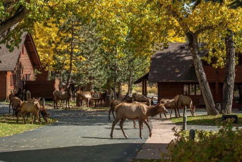 Rams Horn Village Resort - image 14