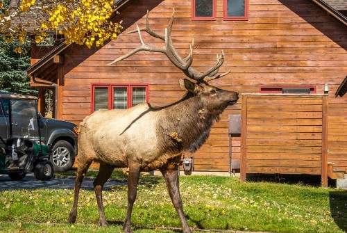 Rams Horn Village Resort - image 9