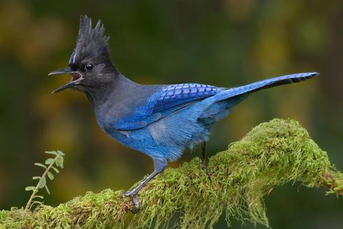 Blue Jay Bungalow - image 3