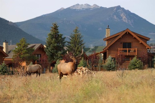 New Log Cabin! Steps to Lake Estes Indoor/Outdoor Fireplace Private Jacuzzi! - image 10