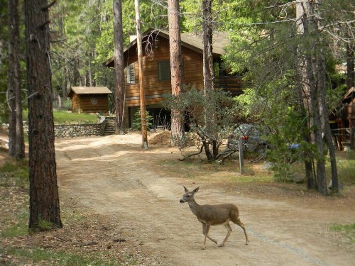 Wawona Glade - image 3