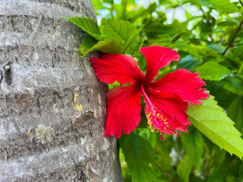 Royal Palms Resort & Spa - image 25