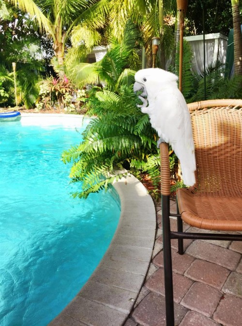Calypso Inn Wilton Gay Male Resort - image 17