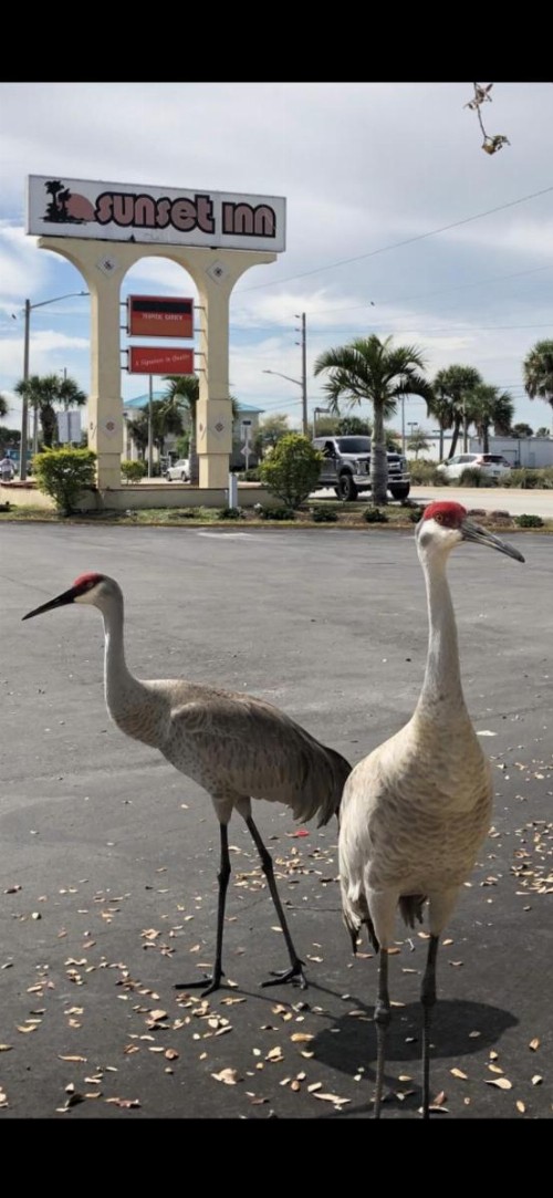 Sunset Inn- Fort Pierce FL - image 2