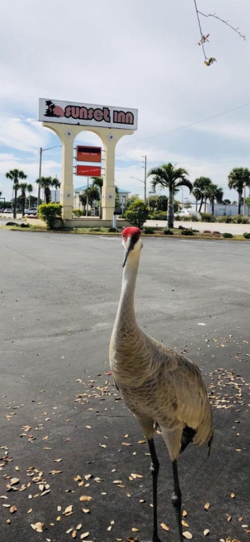 Sunset Inn- Fort Pierce FL - image 3