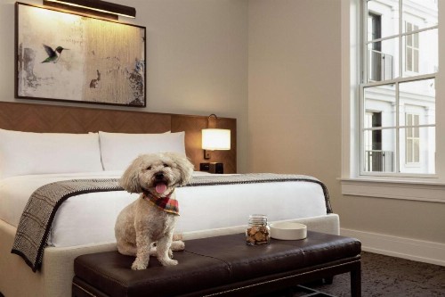 The Harpeth Downtown Franklin Curio Collection by Hilton - image 37