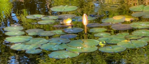Rarumpelpunzeldornaschenwittchen - image 23
