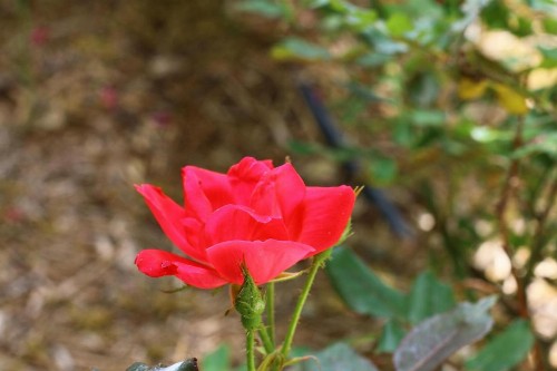 Messina Hof Hill Country - image 4