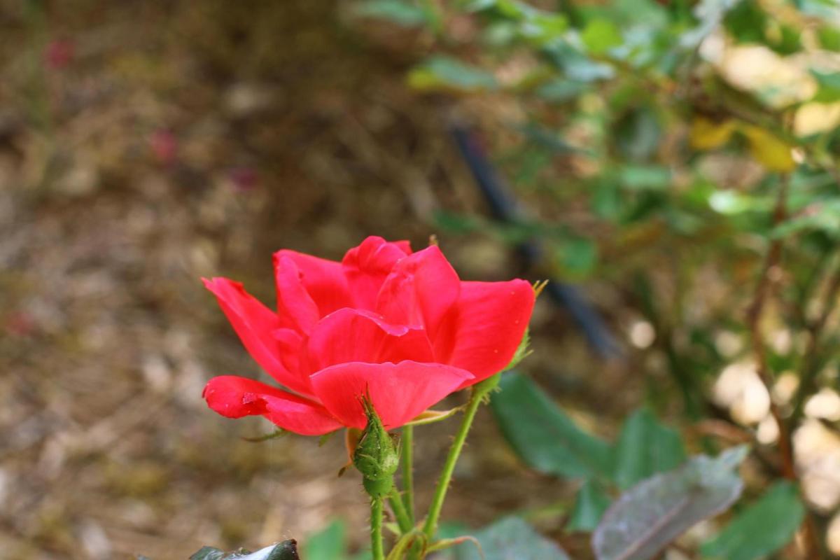 Messina Hof Hill Country - image 4