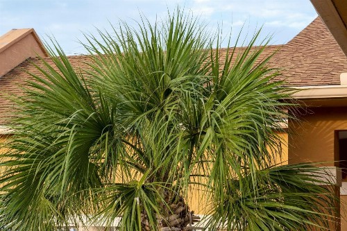 Island Inn - image 36