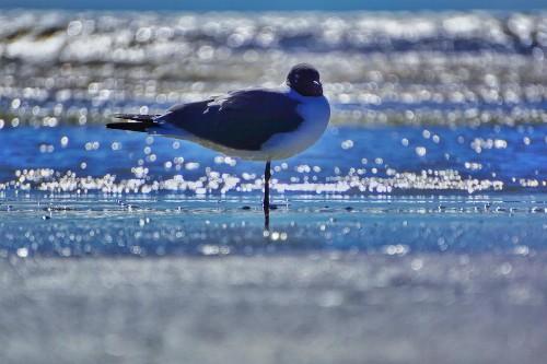 Four Seasons on the Gulf - image 41