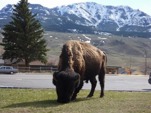 Yellowstone Gateway Inn - image 3