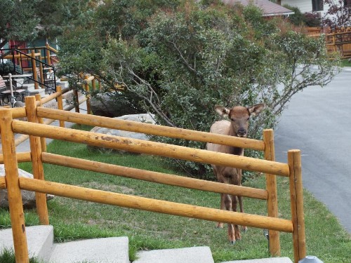 Yellowstone Gateway Inn - image 41