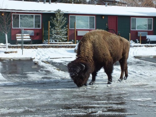 Yellowstone Gateway Inn - image 45