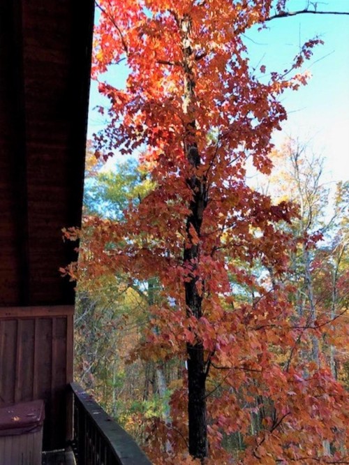 Knotty By Nature - image 10