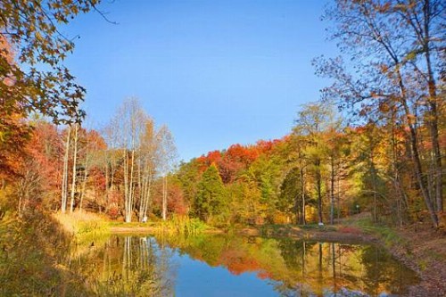 Enchanted Forest - image 37