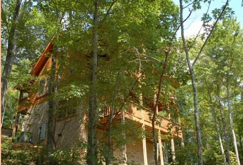 Treetops - image 13