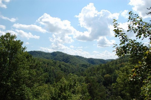Treetops - image 23