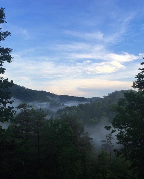 Treetops - image 48