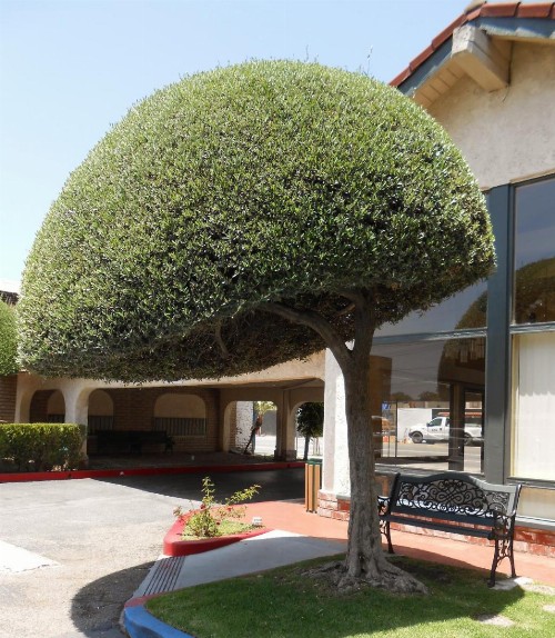 Vagabond Inn Glendale - image 27