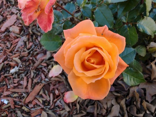 Granbury Gardens Bed and Breakfast - image 10