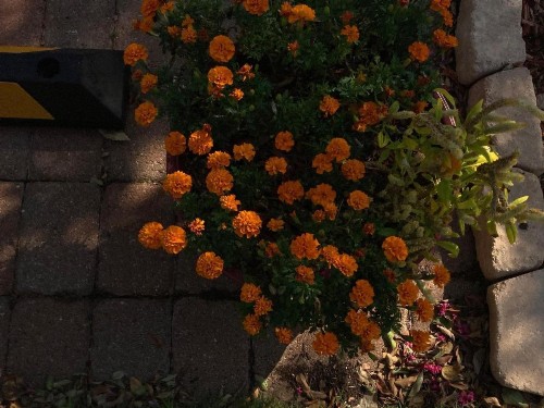 Granbury Gardens Bed and Breakfast - image 13