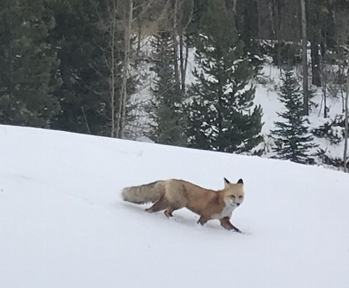 Hideaway Mountain Lodge - image 14