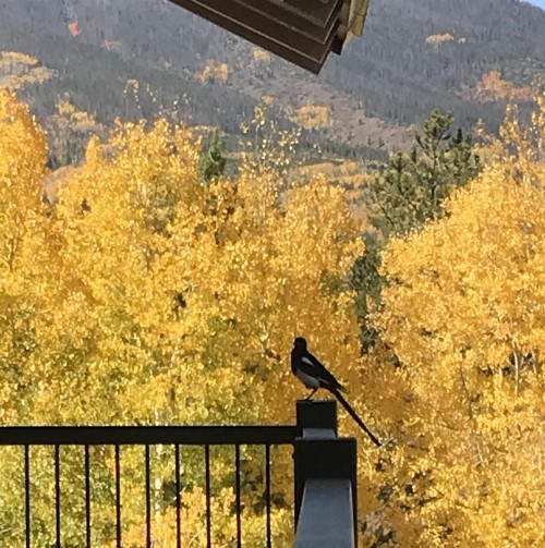 Hideaway Mountain Lodge - image 26