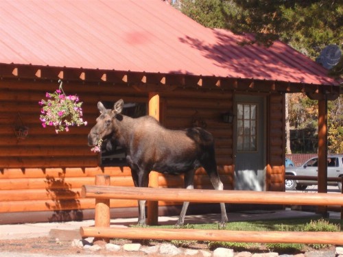 Lone Eagle Lodge - image 5