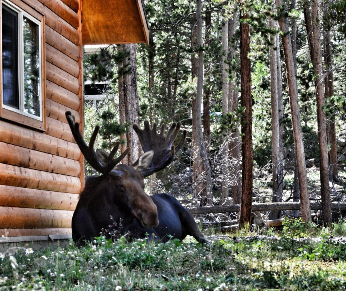 Daven Haven Lodge & Cabins - image 2