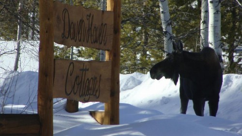 Daven Haven Lodge & Cabins - image 5