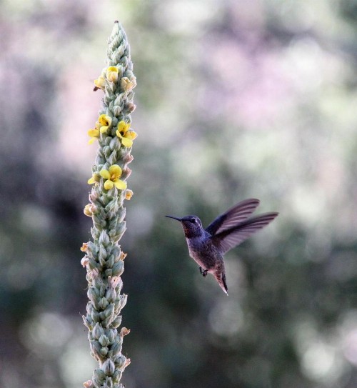 Red Tail Ranch - image 12