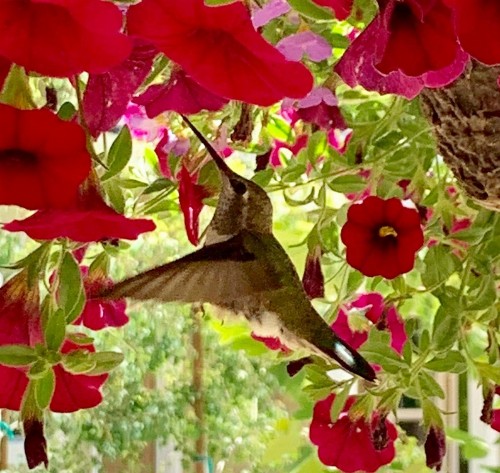 Red Tail Ranch - image 18