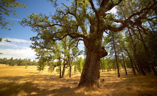 Red Tail Ranch - image 27